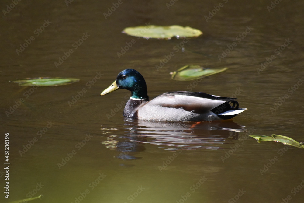 Ducks of various bright colours enjoying the spring time on the lakes of Epping forest. Ducks of various bright colours enjoying the spring time on the lakes of Epping forest.