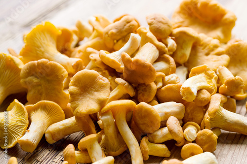 Fresh chanterelle mushrooms closeup on an old wooden surface  closeup  soft selective focus. Summer mushroom harvest