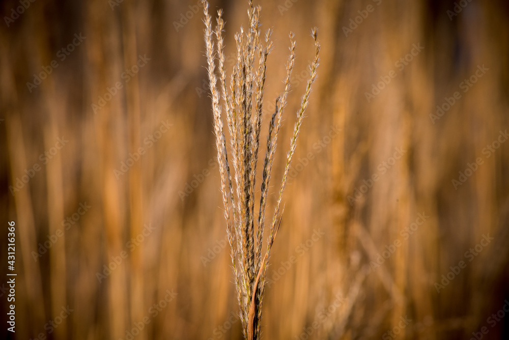 Fototapeta premium Żółta trawa