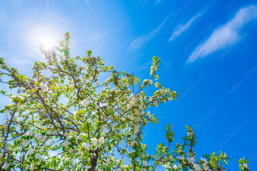 Flowering of the apple tree. Beautiful nature. Orchard. The sun shines through the branches. Blue sky with clouds. Russia, Europe. Flowering of the apple tree. Beautiful nature. Orchard. The sun shines through the branches. Blue sky with clouds. Russia, Europe.