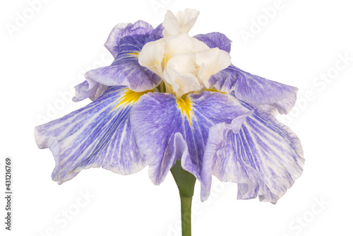 iris flower isolated © _Vilor
