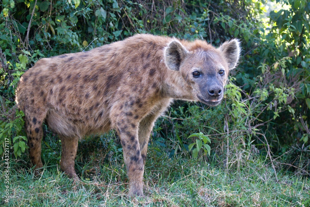 Wild hyena in Aberdare Range, Kenya Wild hyena in Aberdare Range, Kenya