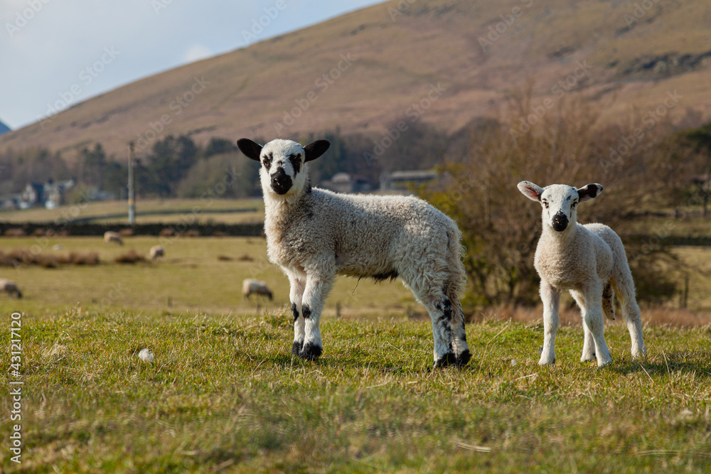 Sheep in Lake District, uk during lambing season Sheep in Lake District, uk during lambing season
