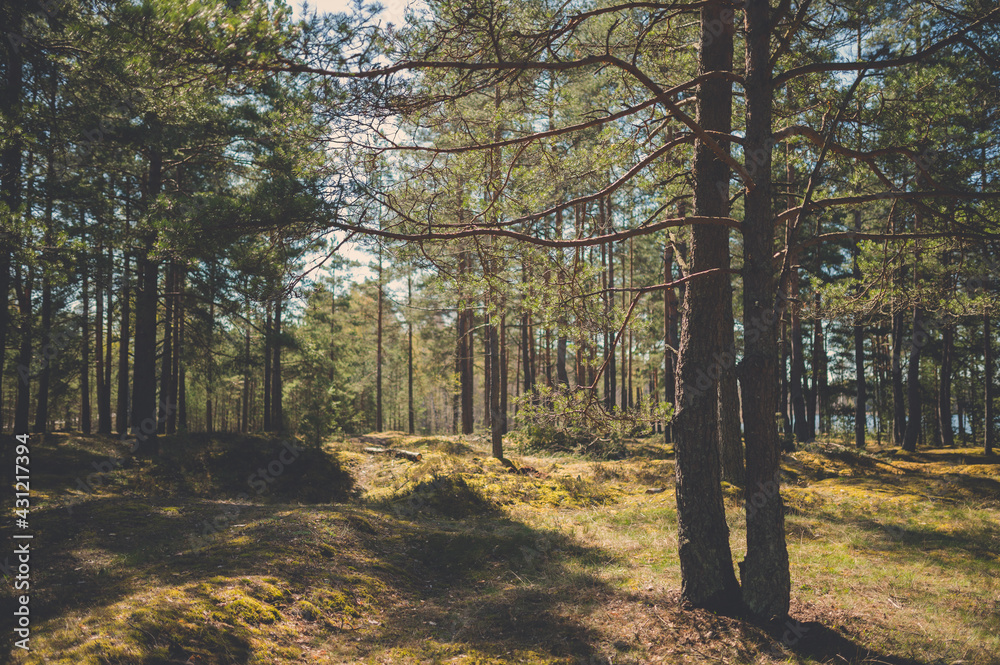Fototapeta premium Ecological forest with moss. Selective focus on two pines. Vintage film look.