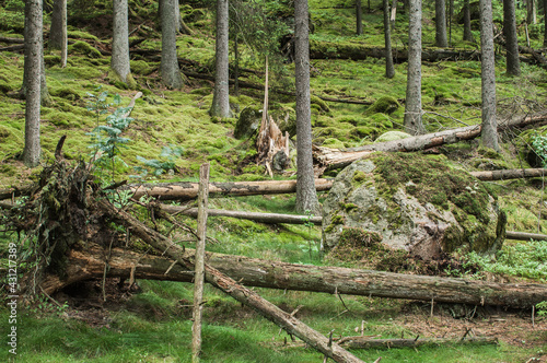 Fallen trees in mossy forest