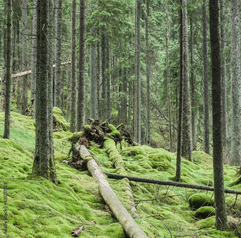 Fallen trees in mossy forest