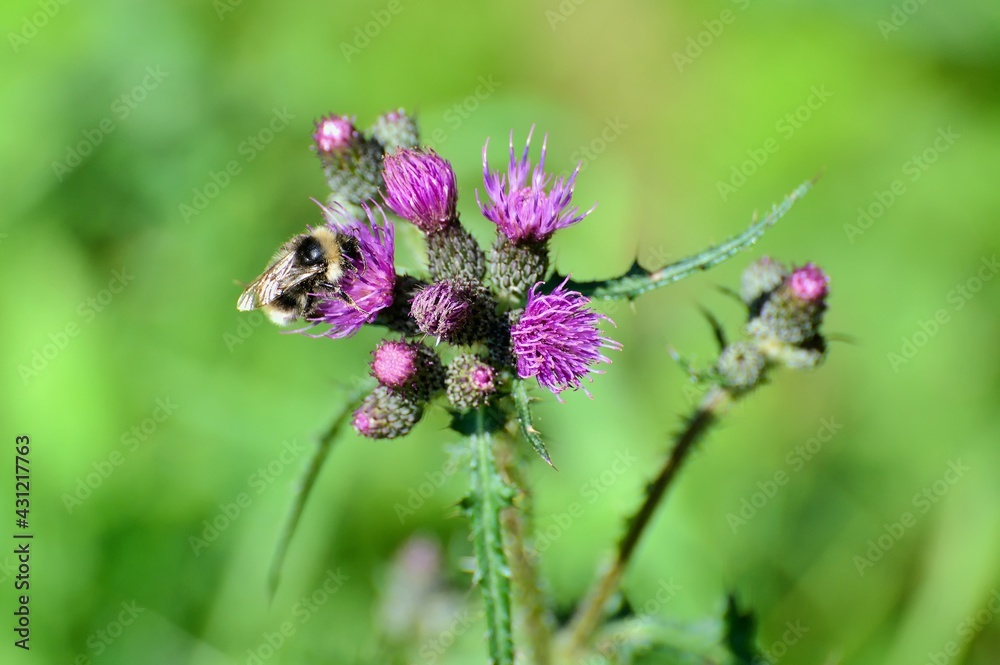 Bumblebee (Bombus terrestris) sitting on purple thistle. Bumblebee (Bombus terrestris) sitting on purple thistle.