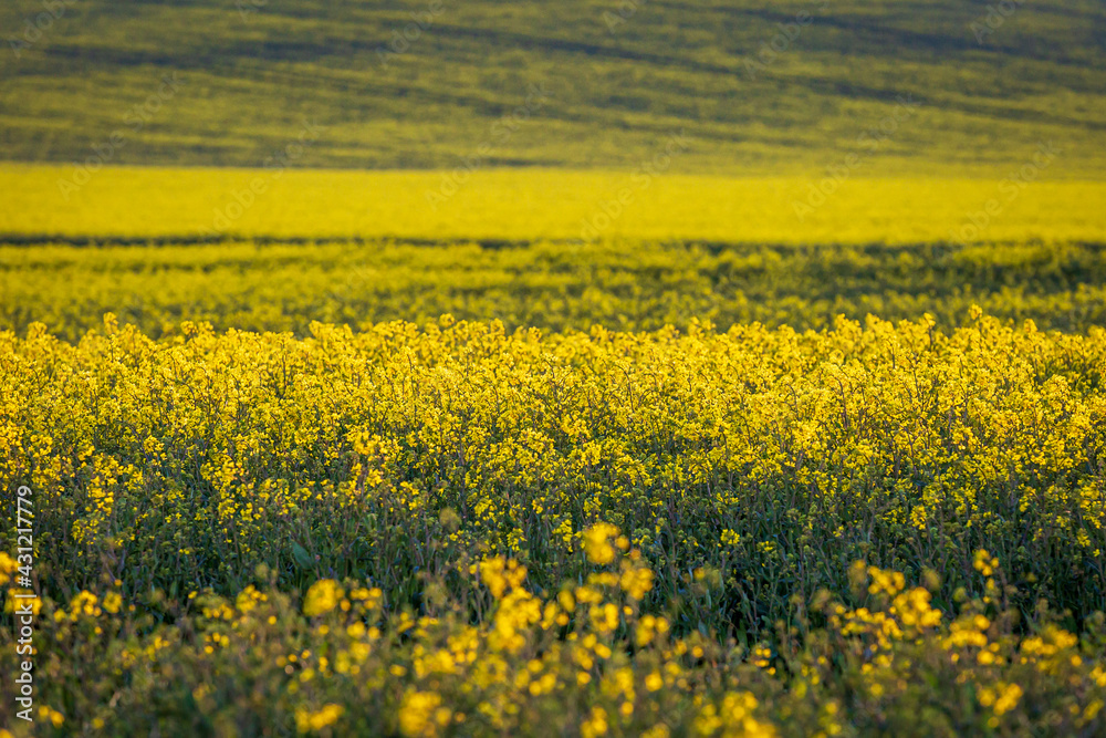 Yellow Canola/Oilseed Rape Crops in the Evening Sunshine