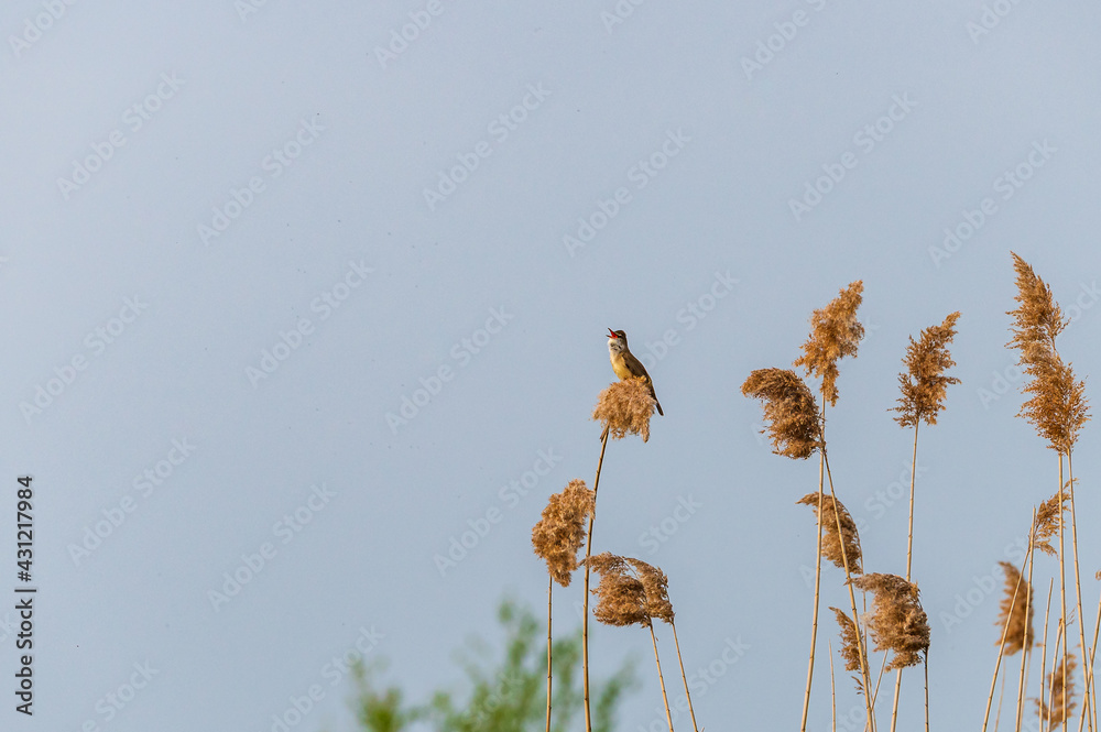 Drosselrohrsänger (acrocephalus arundinaceus)