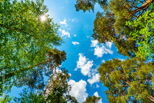 The sky with the tops of trees. View up from ground level. Beautiful nature. Mixed forest. Blue sky with sun and clouds. Russia  Europe.