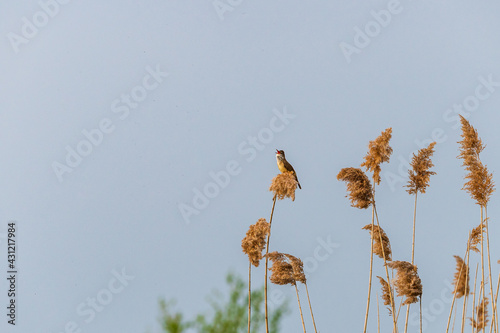 Obraz na płótnie Drosselrohrsänger (acrocephalus arundinaceus) w salonie