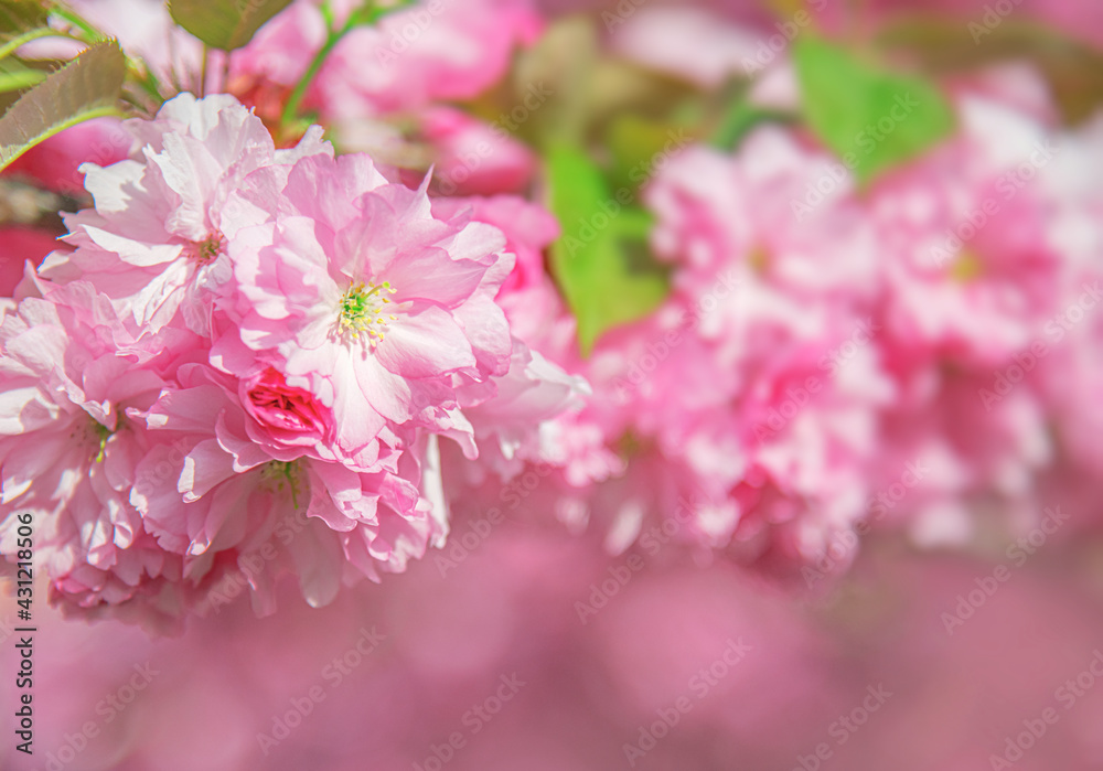 Blooming sakura in spring. Japanese cherry flowers close-up. Blooming sakura in spring. Japanese cherry flowers close-up.