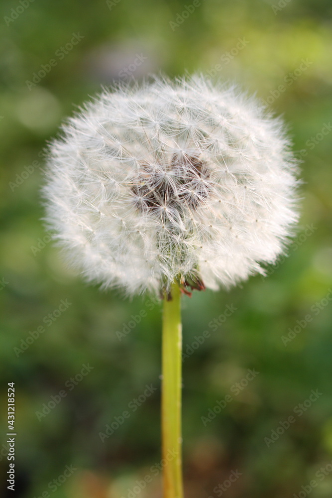 Portrait of a single dandelion clock, backlit by the sunshine Portrait of a single dandelion clock, backlit by the sunshine