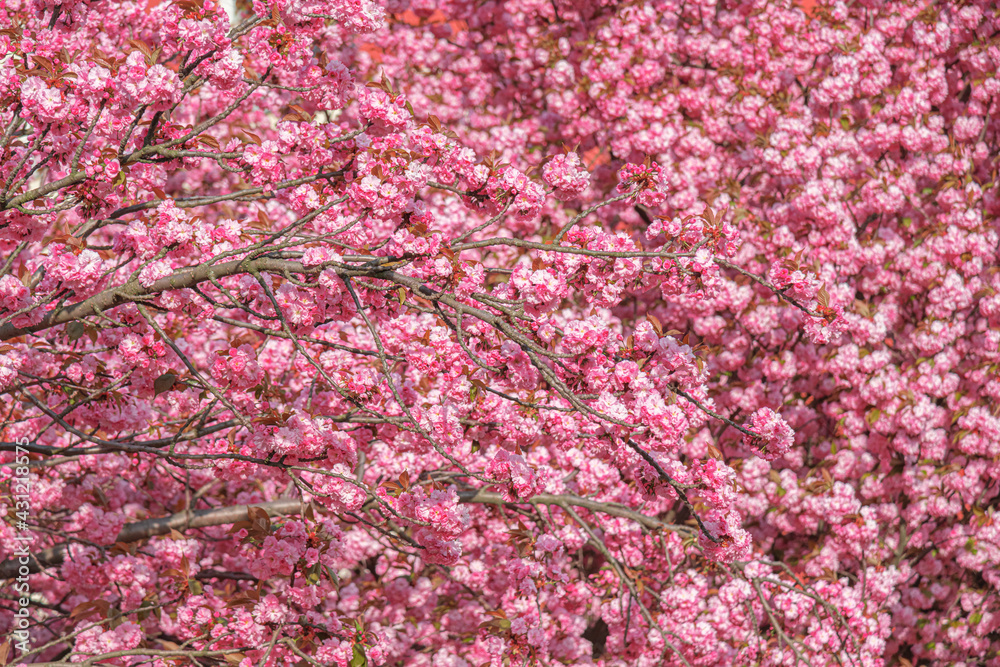 Blooming sakura in spring. Japanese cherry flowers close-up. Blooming sakura in spring. Japanese cherry flowers close-up.