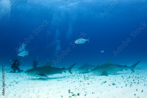 Three Tiger Sharks  Galeocerdo cuvier  Approaching Divers on Sandy Bottom. Tiger Beach  Bahamas
