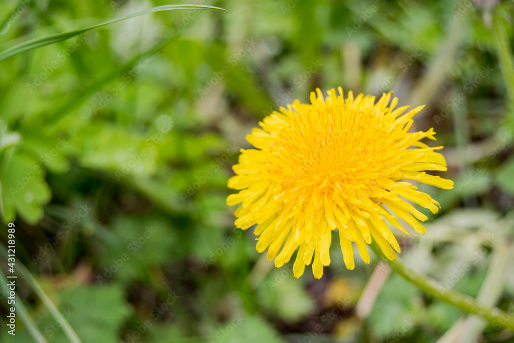 Yellow dandelion blooms (Taráxacum officinále). The flower is medicinal, wild, weed. Growing in the field. Yellow dandelion blooms (Taráxacum officinále). The flower is medicinal, wild, weed. Growing in the field.
