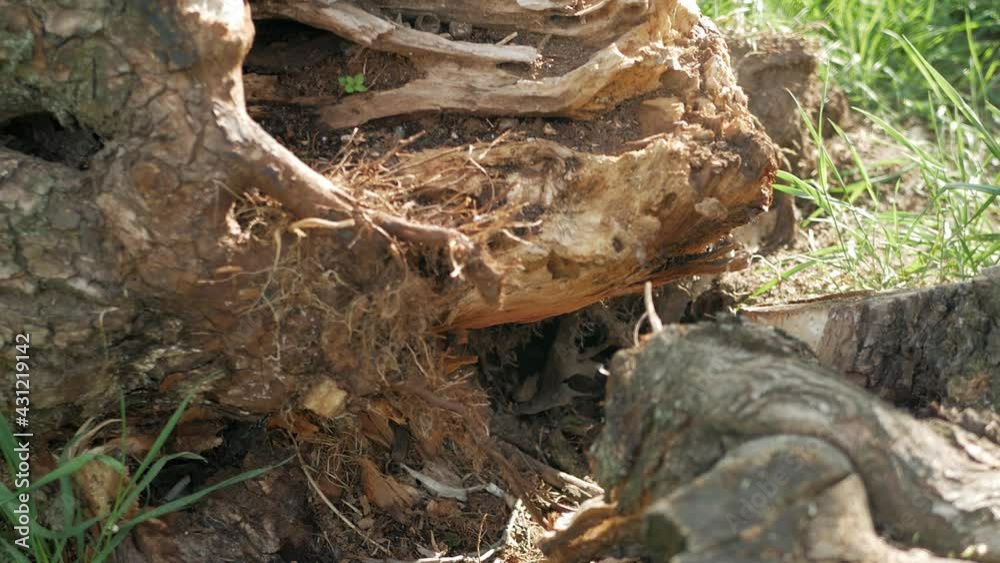 Broken tree. Destroyed tree, roots of a fallen tree from the storm. Broken tree. Destroyed tree, roots of a fallen tree from the storm.