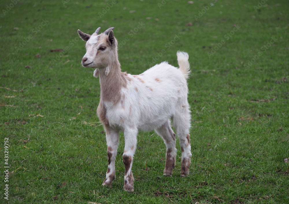 Young goat of Cameroon breed in a green meadow