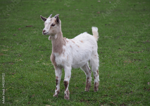 Young goat of Cameroon breed in a green meadow