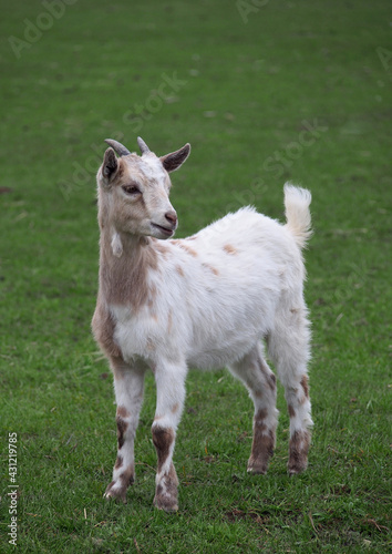 Young goat of Cameroon breed in a green meadow