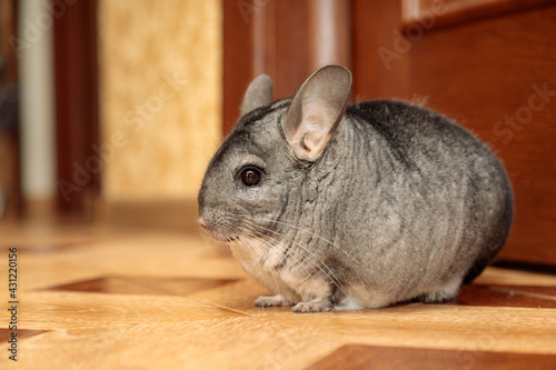 gray chinchilla sitting on the floor outside the cage photo