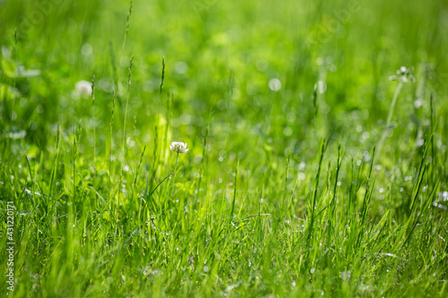 Green grass background. White clover flower in meadow. Natural backgrounds with bokeh.