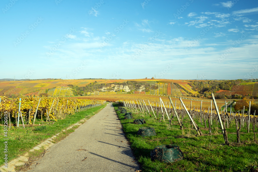 Weinberg Lauffen am Neckar Weinberg Lauffen am Neckar