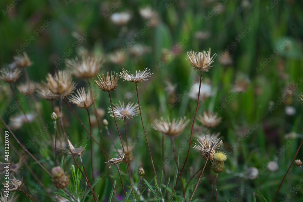 Spring background concept. Rock phagnalon flowers. Spring background concept. Rock phagnalon flowers.