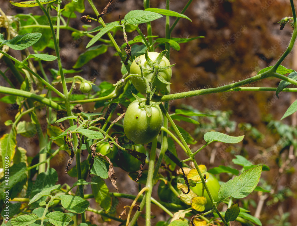Fototapeta premium tomatoes in the garden