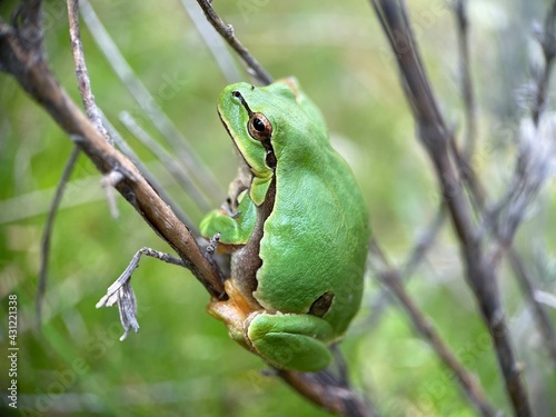 Rana
