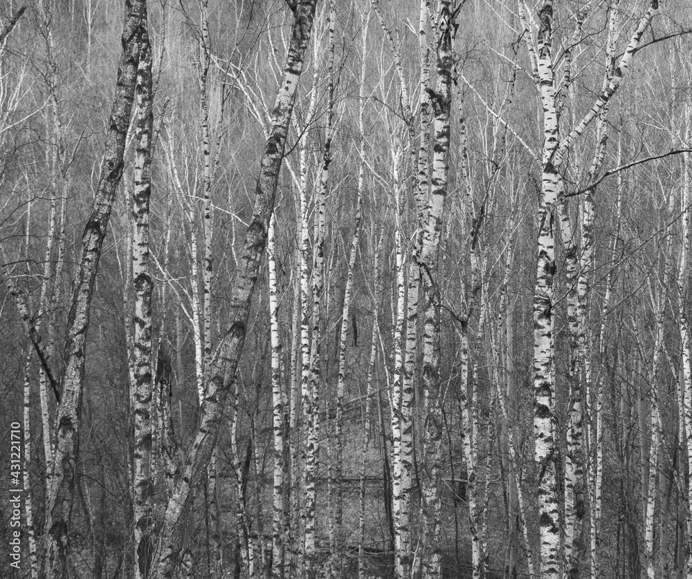 Fototapeta premium Black and white thin tall trunks in a dense birch forest beautiful background