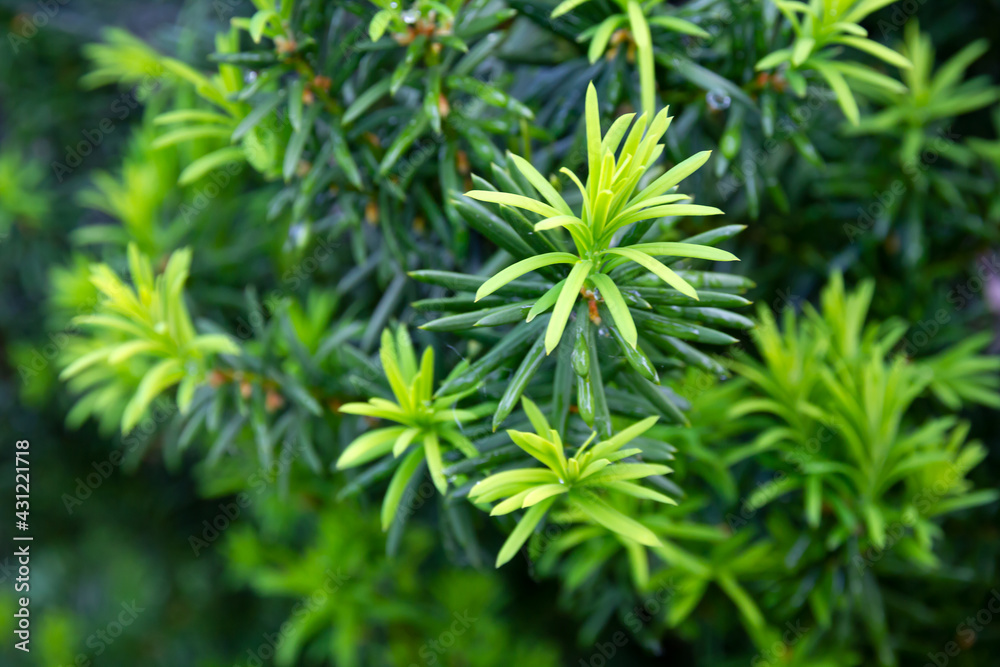 Yew tree. Growing branches with young green needles. Yew tree. Growing branches with young green needles.