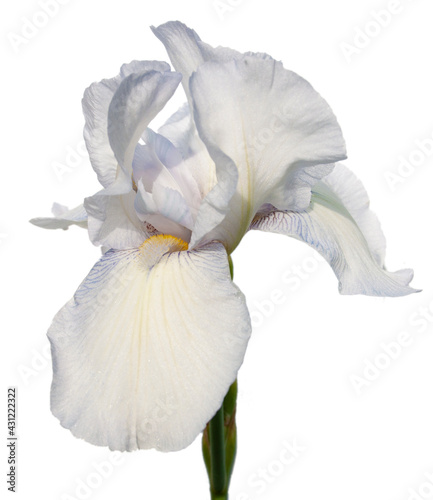White iris flower on white background
