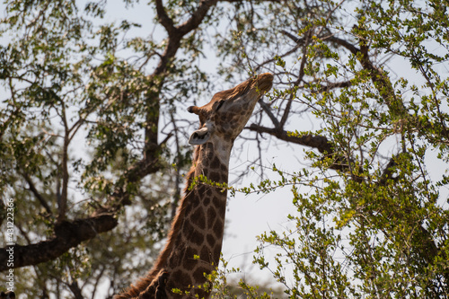 Giraffe feeding off of a trees leaves with its long neck in the wild bush of kruger national park of South Africa
