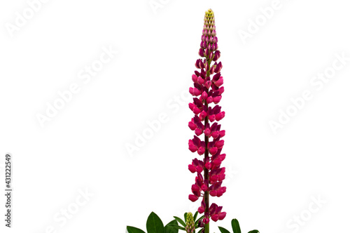 Red lupine flower on white background
