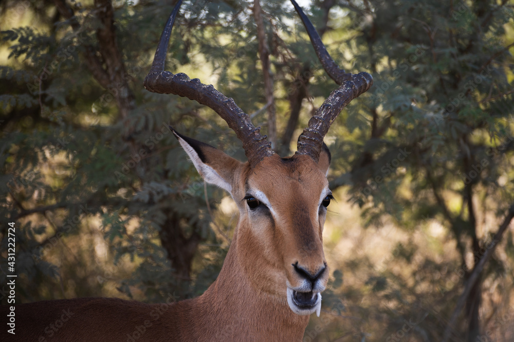 Impala antelope drooling while eating in the kruger national park in South Africa Impala antelope drooling while eating in the kruger national park in South Africa