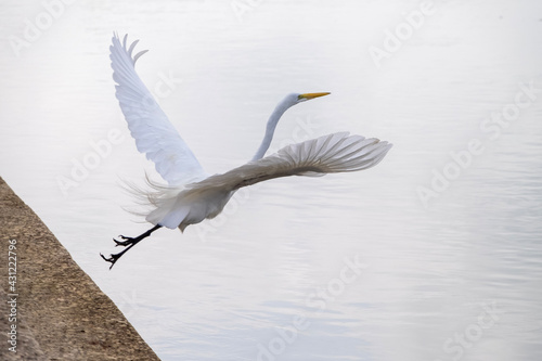 snowy egret in flight
