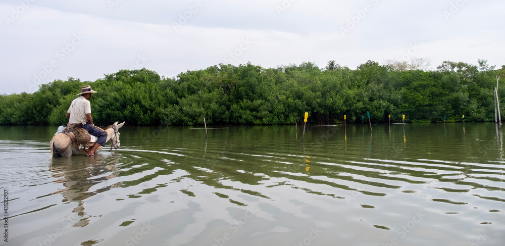 person on a donkey crossing river towards mangrove