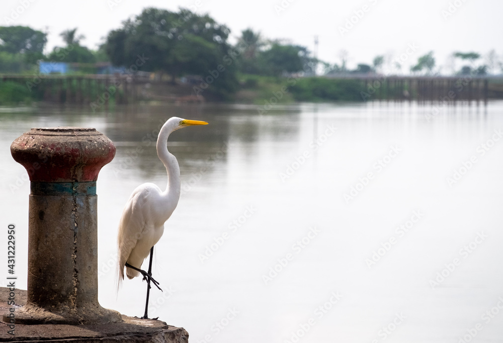 great blue heron