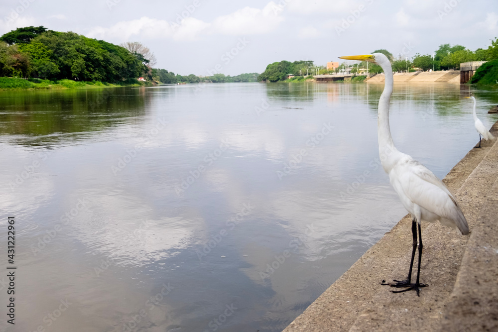 swan on the lake