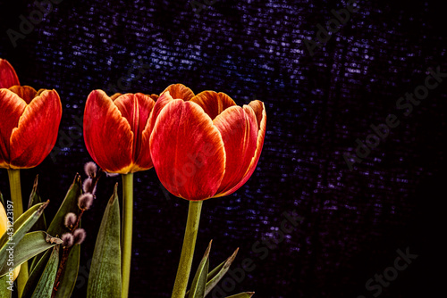 Red tulips on dark background