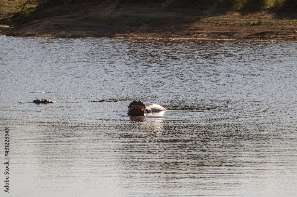 Hippo yawning and showing its teeth while blowing water upward in kriger national park in South Africa Hippo yawning and showing its teeth while blowing water upward in kriger national park in South Africa