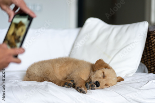 Golden Lab puppy lounging on a white sofa with a photo taken on a smartphone