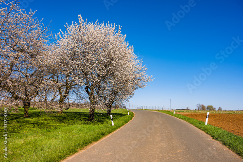 Weiß blühende Kirschbäume neben der Straße