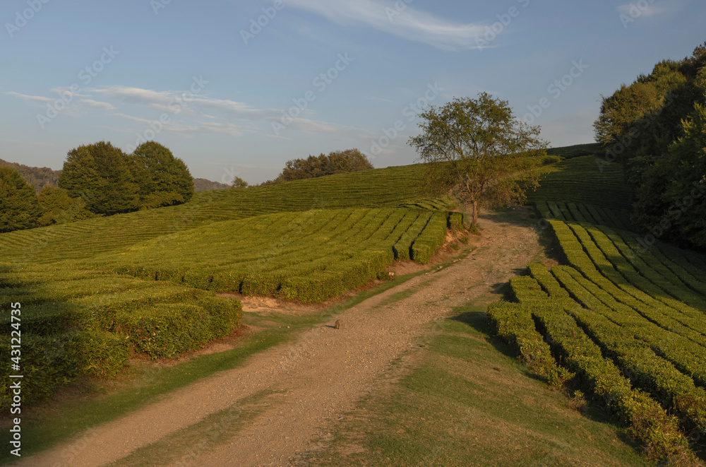 Fototapeta premium The road among the tea fields. Caucasus Mountains near Sochi. Summer evening