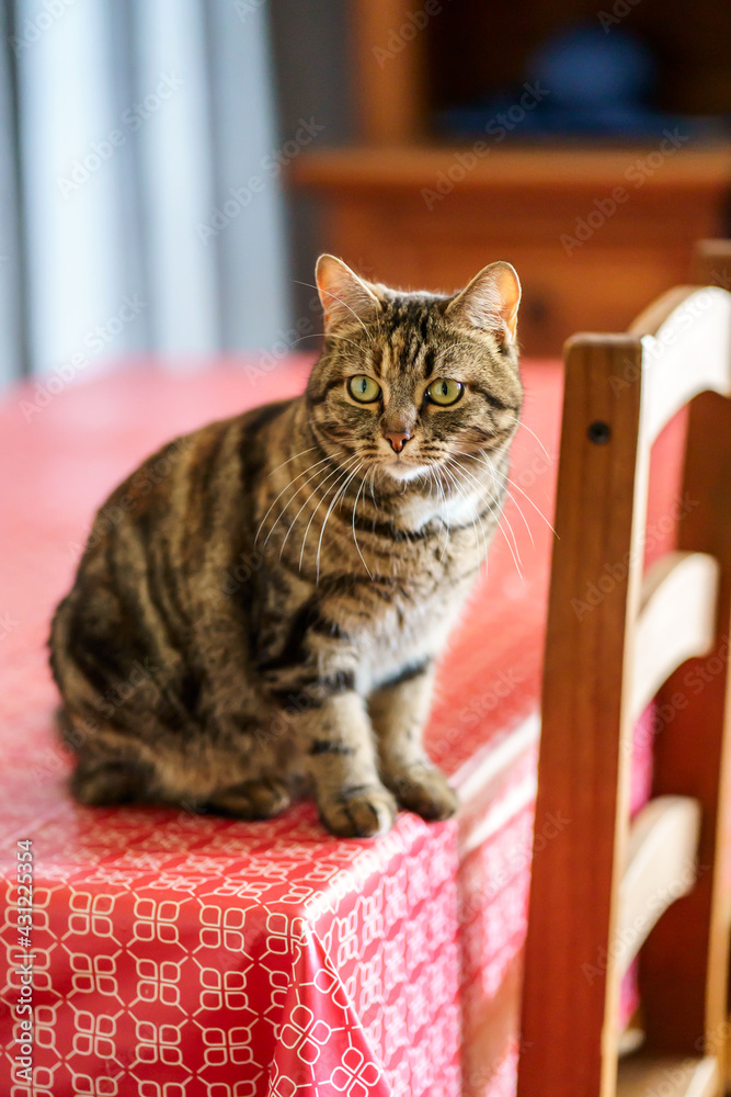 Joli chat tigré, assis sur la table.