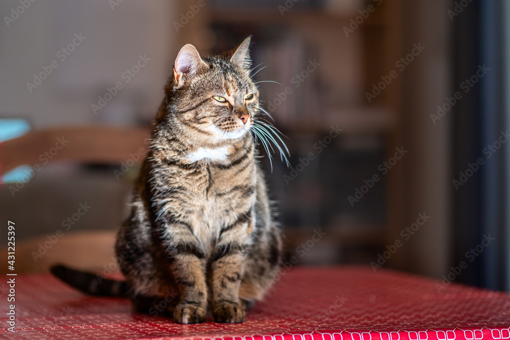 Joli chat tigré, assis sur la table.