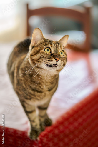 Obraz na płótnie Chat tigre, regardant en haut, grimace amusante. w salonie