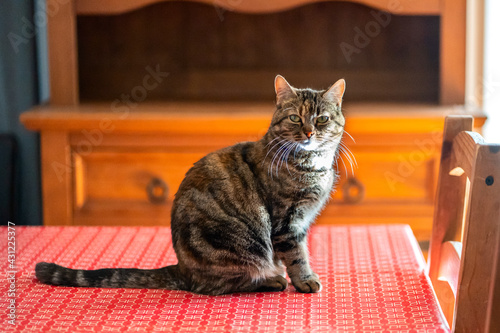 Obraz na płótnie Joli chat tigré, assis sur la table. w salonie