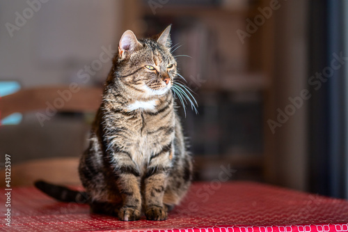 Obraz na płótnie Joli chat tigré, assis sur la table. w salonie